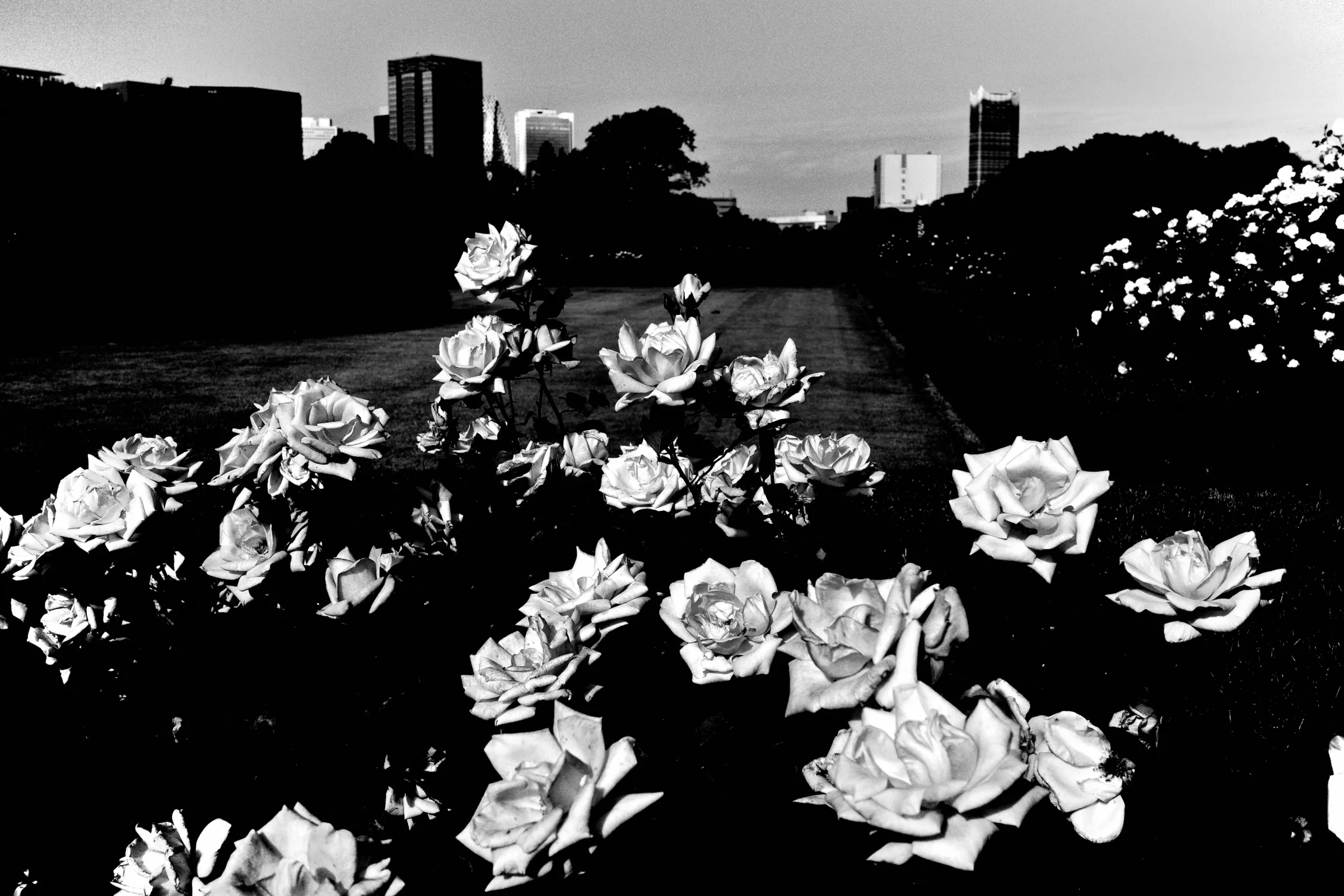 Living With the Ricoh GR: A Frictionless Daily Photography System